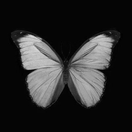  عکس حیوانات اهلی