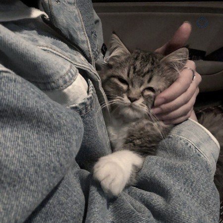  عکس حیوانات اهلی