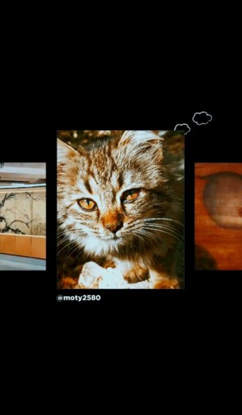  عکس حیوانات اهلی