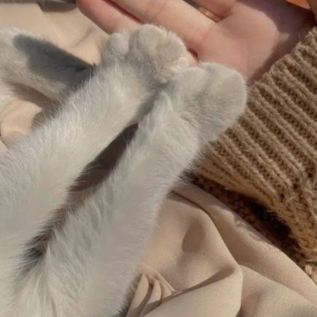  عکس حیوانات اهلی