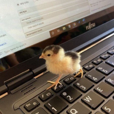  عکس حیوانات اهلی