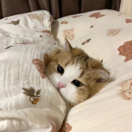  عکس حیوانات اهلی