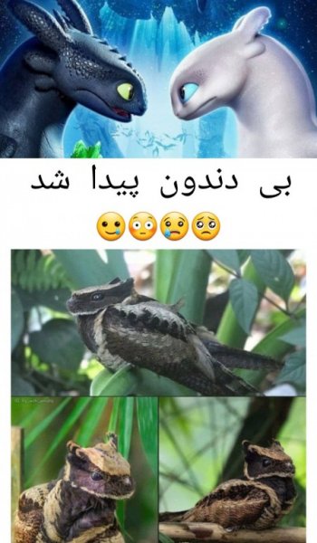  عکس حیوانات اهلی