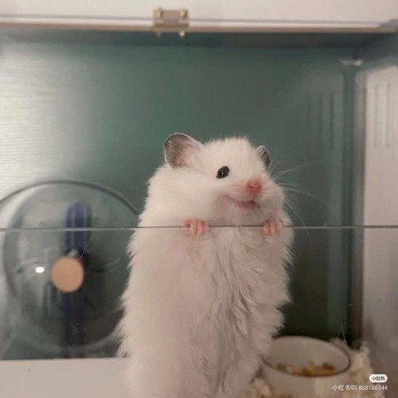  عکس حیوانات اهلی