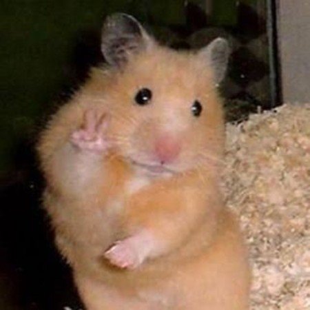  عکس حیوانات اهلی