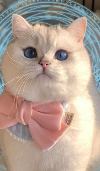  عکس حیوانات اهلی