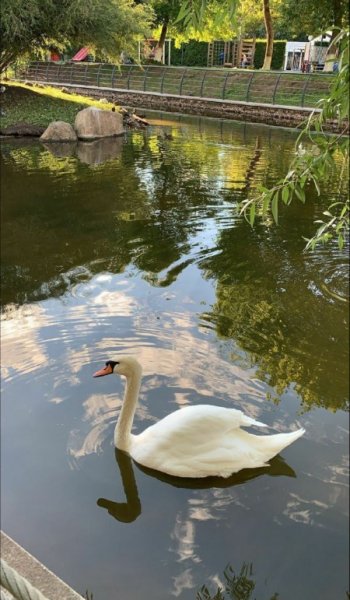  عکس حیوانات اهلی برای کودکان