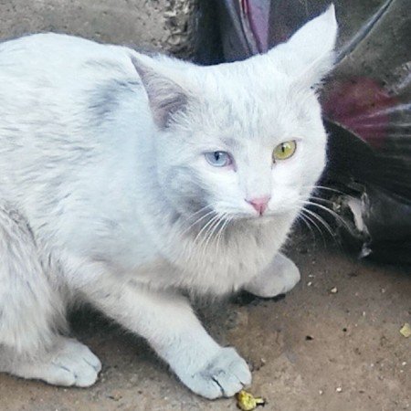  عکس حیوانات اهلی برای کودکان