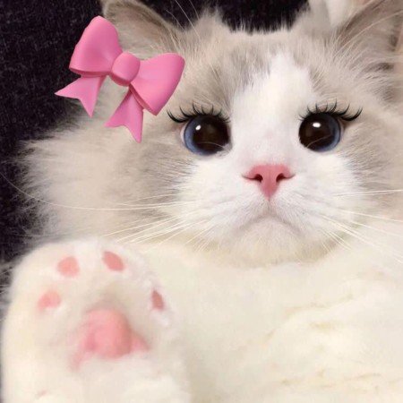  عکس حیوانات اهلی برای کودکان