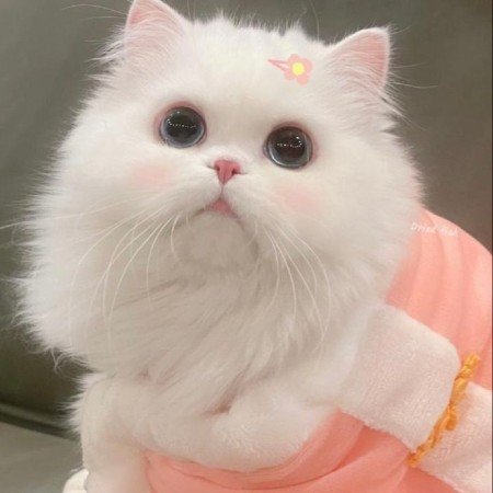  عکس حیوانات اهلی برای کودکان