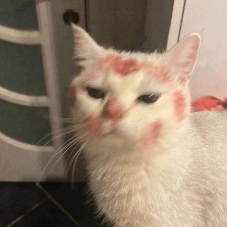  عکس حیوانات اهلی برای کودکان