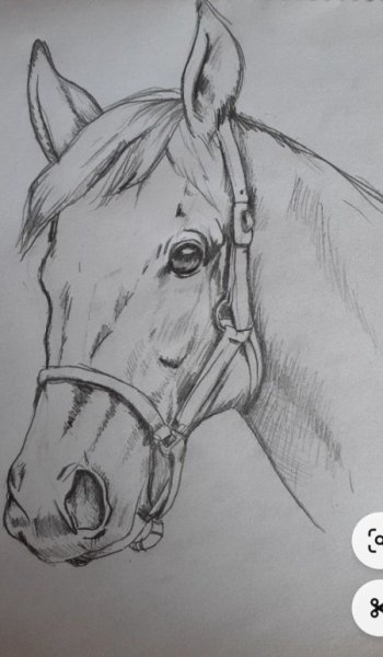  عکس حیوانات اهلی برای کودکان