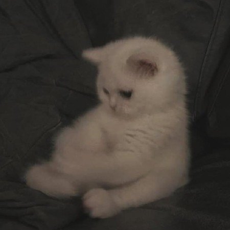  عکس حیوانات اهلی برای کودکان