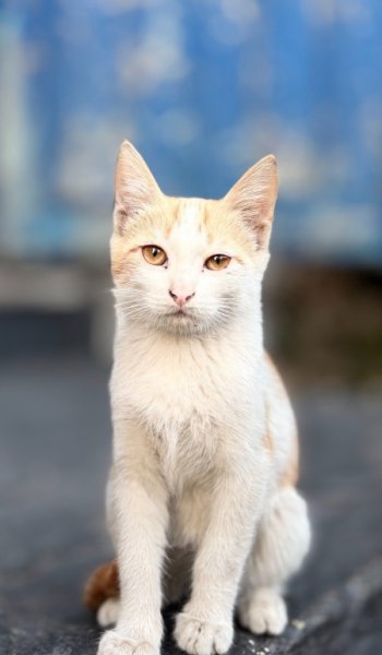  عکس حیوانات اهلی برای کودکان