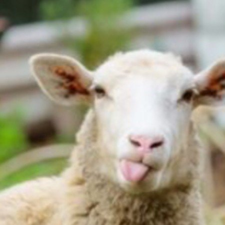  عکس حیوانات اهلی برای کودکان