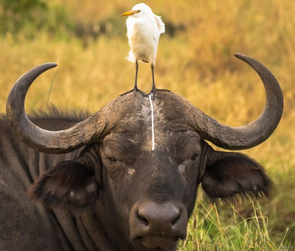 اسامی حیوانات اهلی برای کودکان