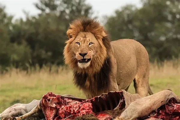  عکس حیوانات اهلی و وحشی برای کودکان