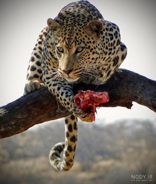  عکس حیوانات اهلی و وحشی برای کودکان