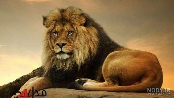  عکس حیوانات اهلی و وحشی برای کودکان