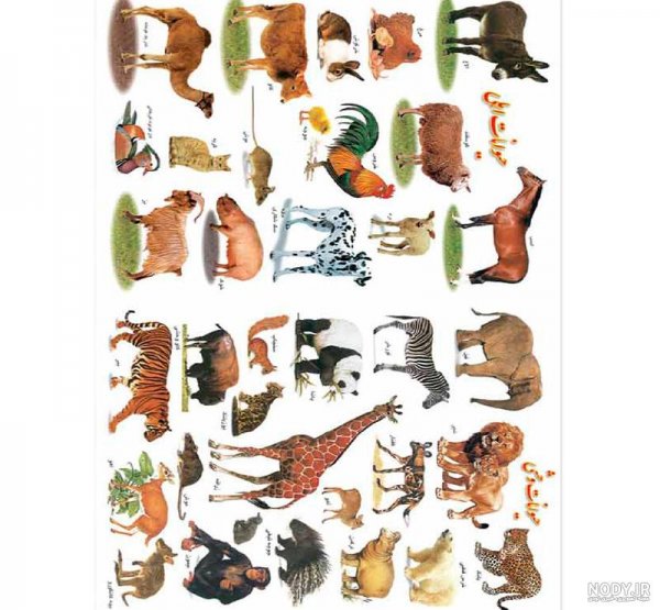  عکس حیوانات اهلی و وحشی برای کودکان