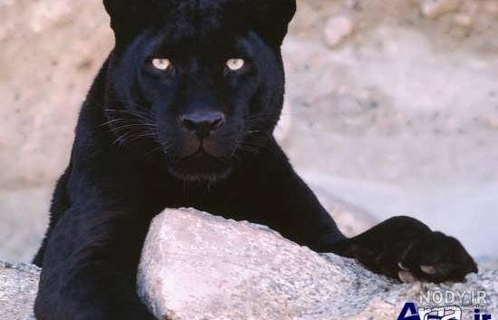  عکس حیوانات اهلی و وحشی برای کودکان