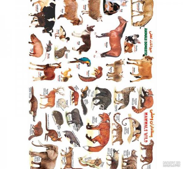 اسامی حیوانات اهلی برای کودکان