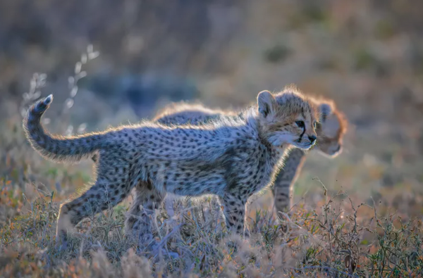 اسامی حیوانات اهلی برای کودکان