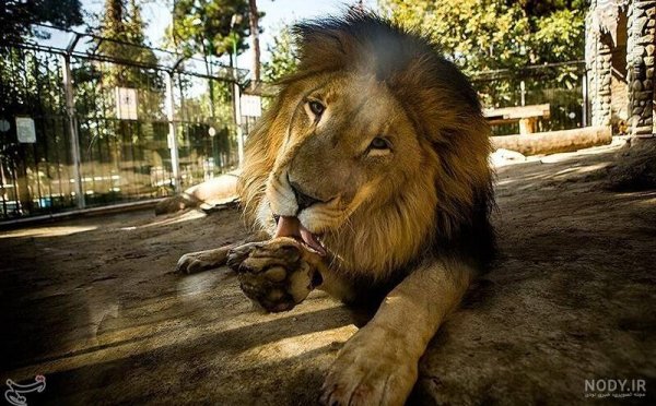 اسامی حیوانات اهلی برای کودکان