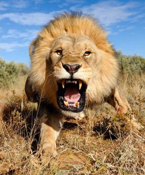  عکس حیوانات وحشی برای کودکان