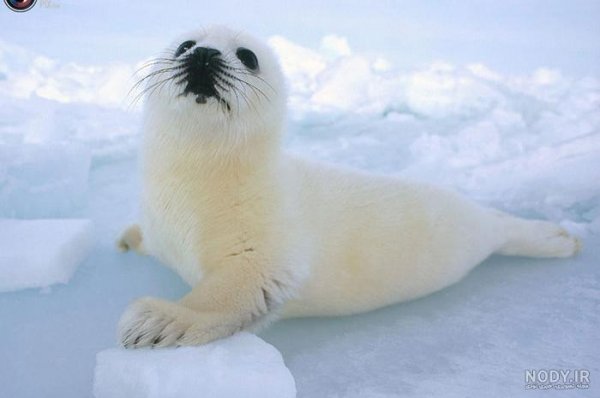  عکس حیوانات وحشی برای کودکان