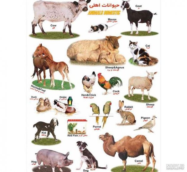  عکس حیوانات وحشی برای کودکان