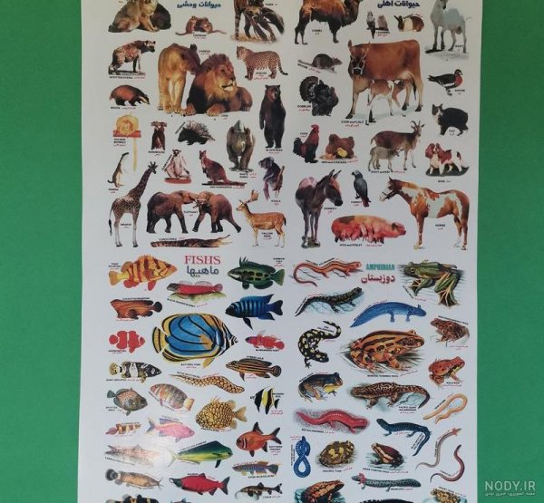  عکس حیوانات وحشی برای کودکان