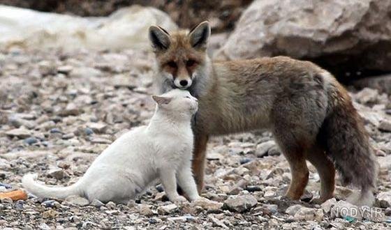  عکس حیوانات وحشی برای کودکان