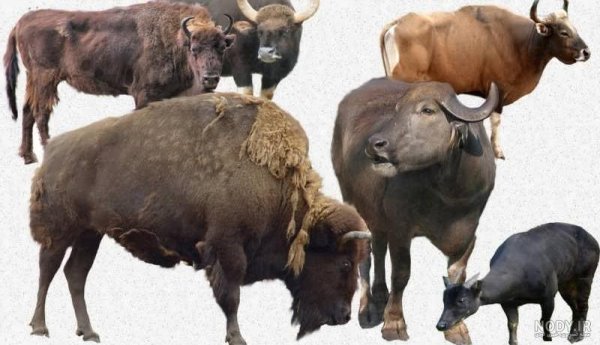  عکس حیوانات وحشی برای کودکان