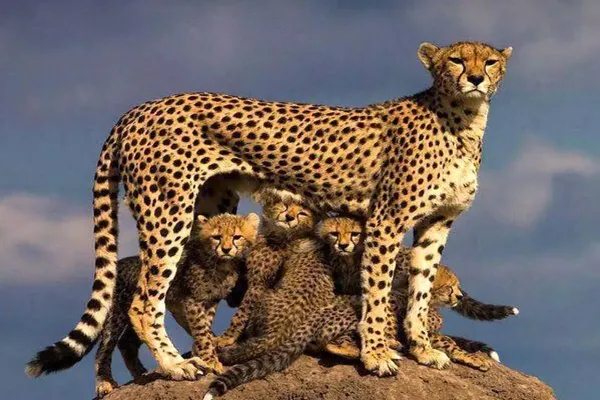  عکس حیوانات وحشی برای کودکان