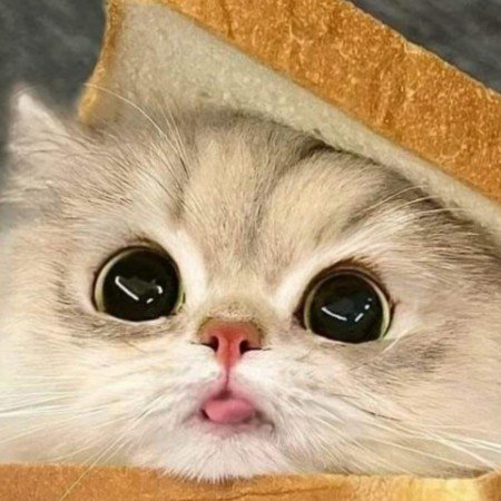  عکس گربه خنده دار برای پروفایل