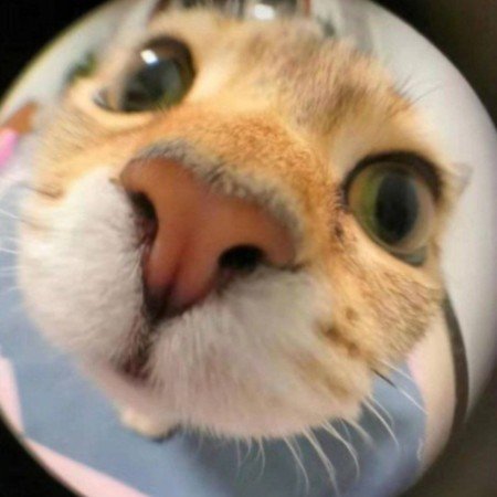  عکس گربه خنده دار برای پروفایل