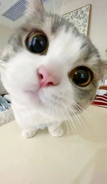  عکس گربه خنده دار برای پروفایل