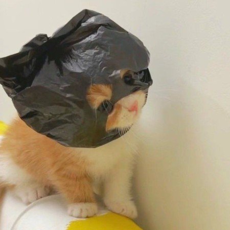  عکس گربه خنده دار برای پروفایل