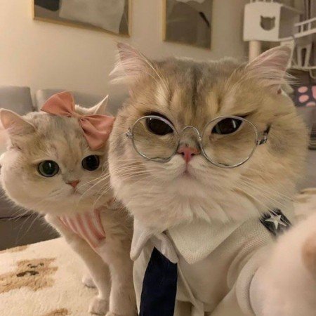  عکس گربه خنده دار برای پروفایل