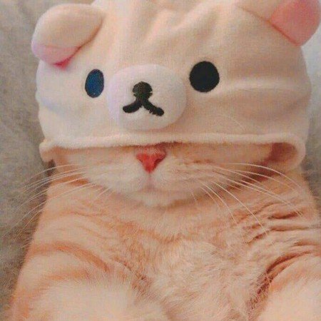  عکس گربه خنده دار برای پروفایل