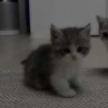  عکس گربه خنده دار برای پروفایل