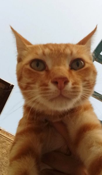  عکس گربه خنده دار برای پروفایل