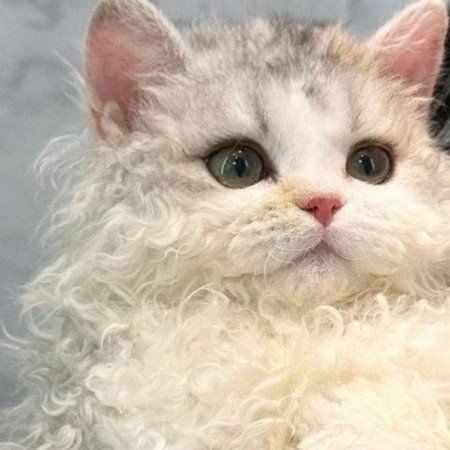  عکس گربه خنده دار برای پروفایل