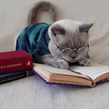  عکس گربه خنده دار برای پروفایل