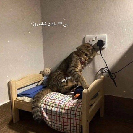  عکس گربه خنده دار برای پروفایل