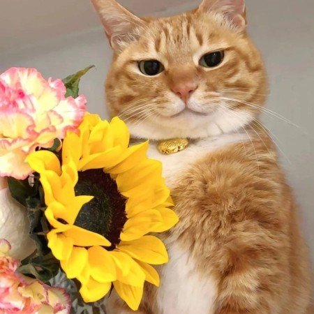  عکس گربه خنده دار برای پروفایل