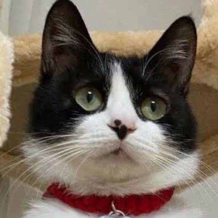  عکس گربه خنده دار برای پروفایل