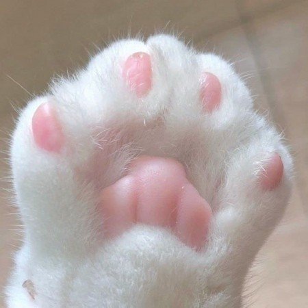  عکس گربه خنده دار برای پروفایل