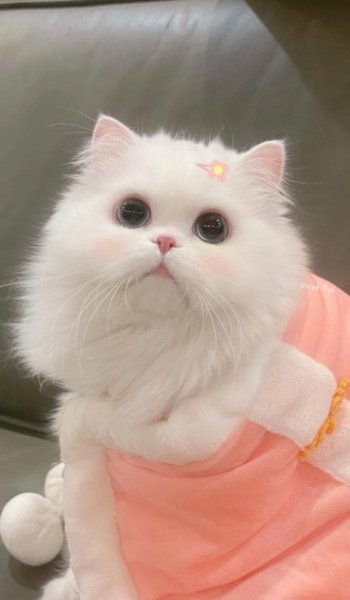  عکس گربه خنده دار برای پروفایل